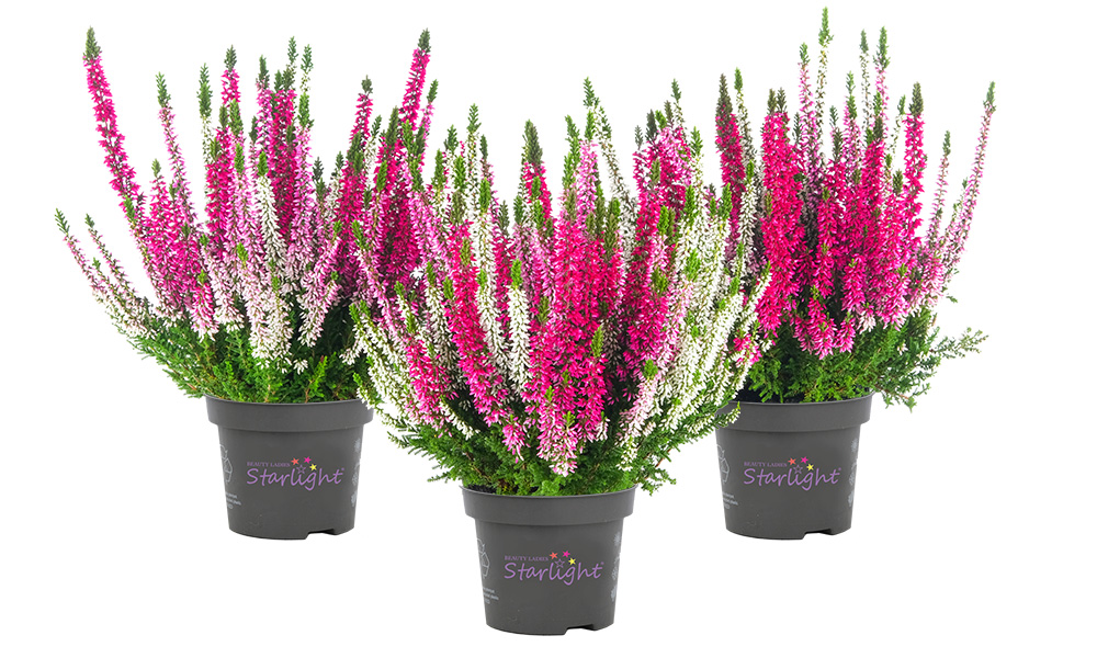 Ametie_Starlight_BeautySeasons_2026