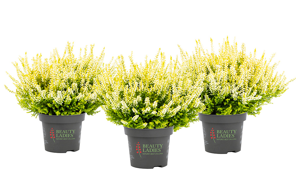 Anouk_Beauty-Seasons_2026