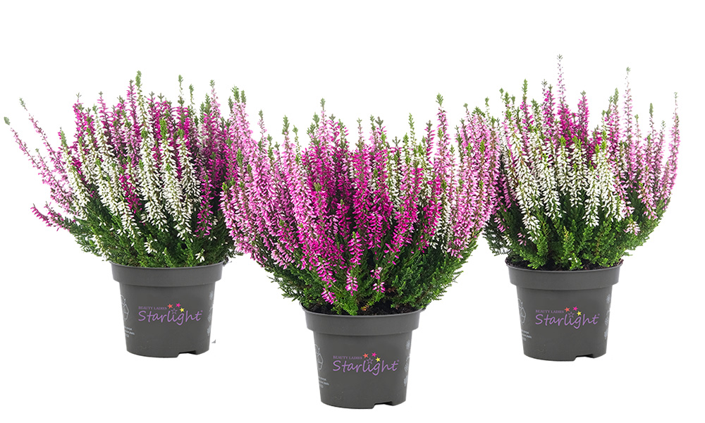 Harmony_Starlight_BeautySeasons_2026