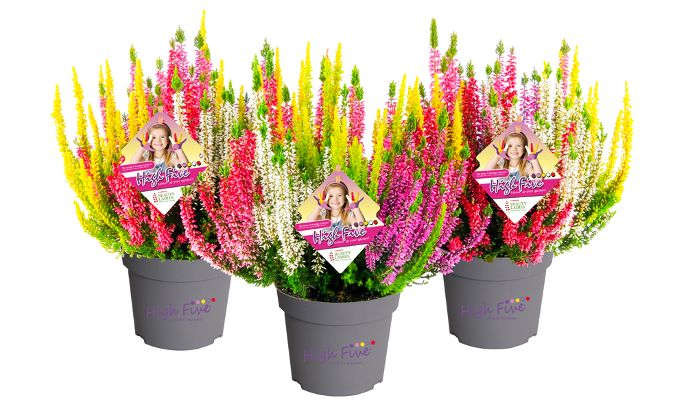 HighFive_BeautySeasons_2026_04