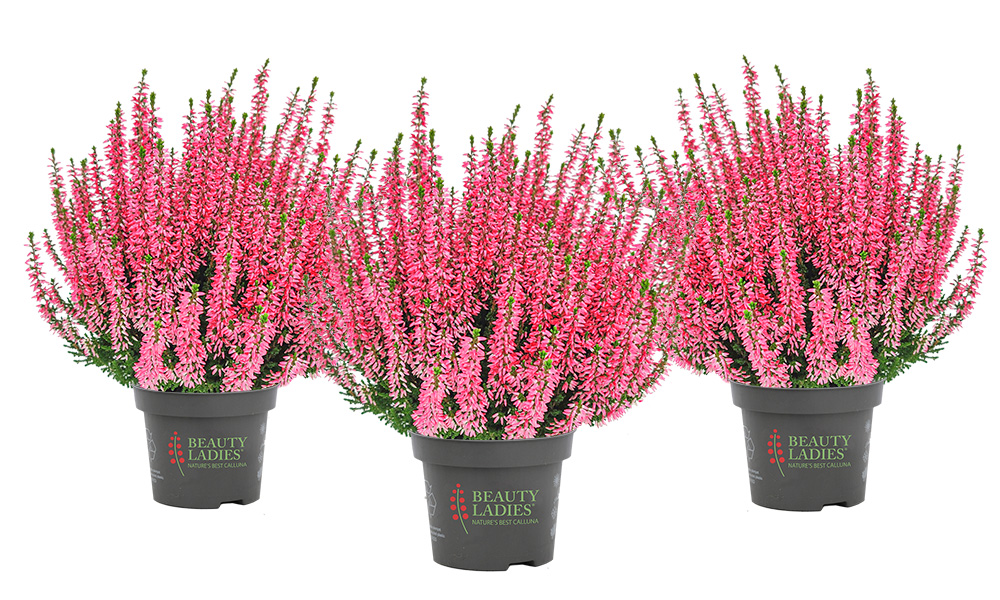 Marica_Beauty-Seasons_2026