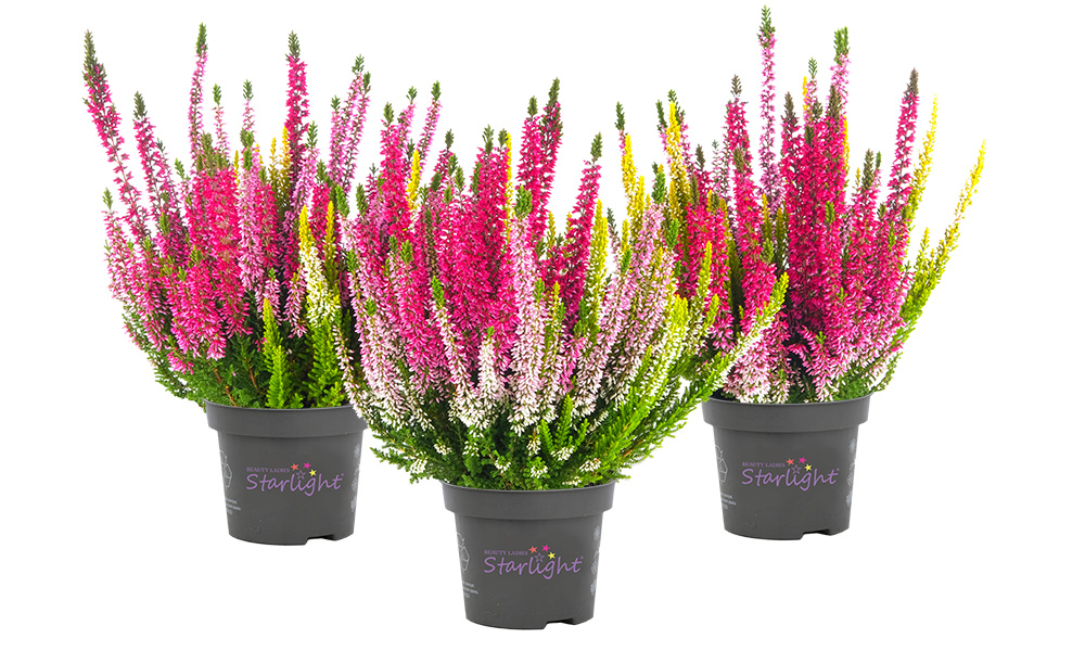 Melody_Starlight_BeautySeasons_2026