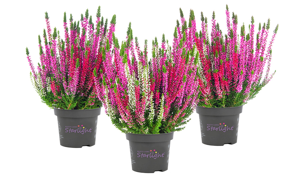 MilcaWeiß_Starlight_BeautySeasons_2026