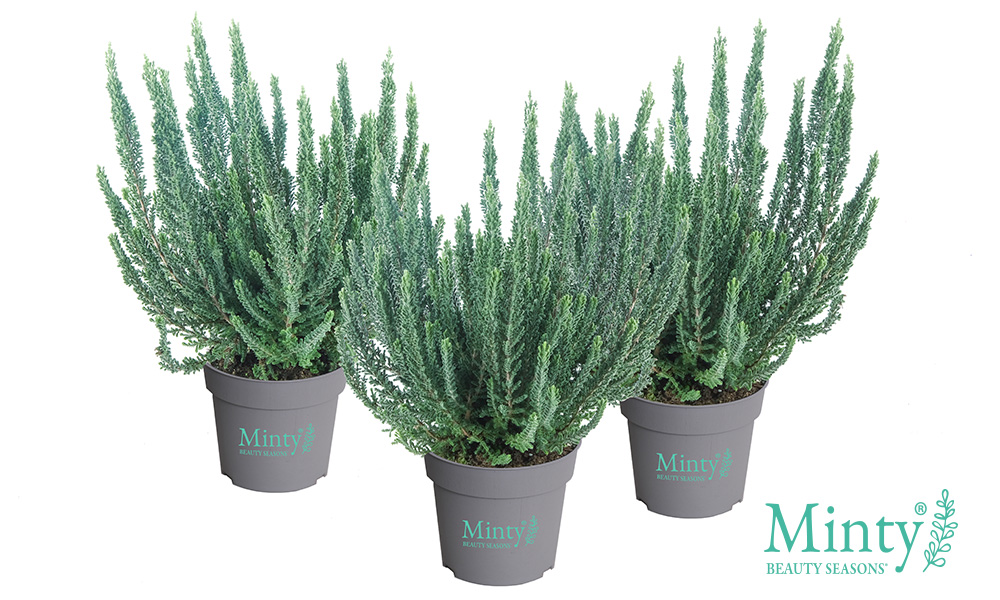Minty_Skyline_BeautySeasons_2026