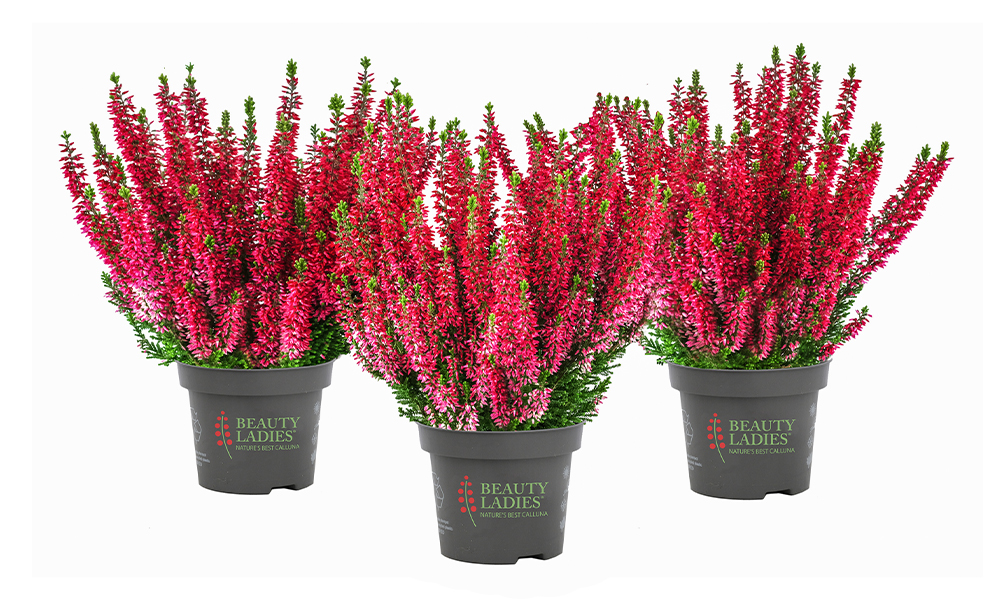 Scarlet_Beauty-Seasons_2026