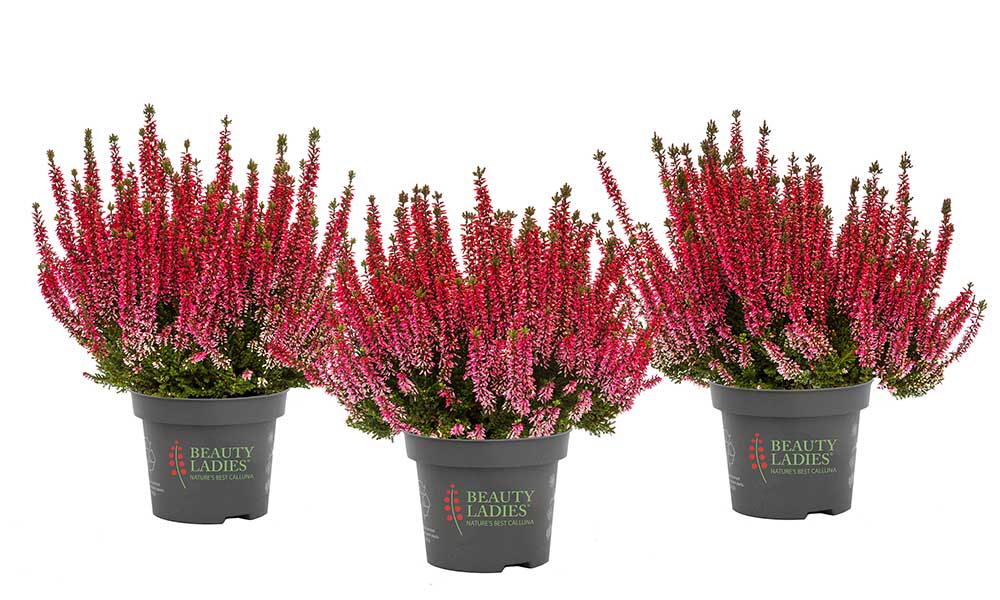 Sela_Beauty-Seasons_2026