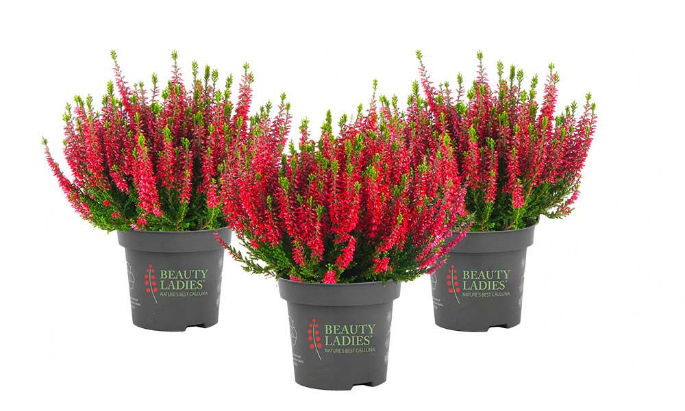 Stacey_Beauty-Seasons_2026