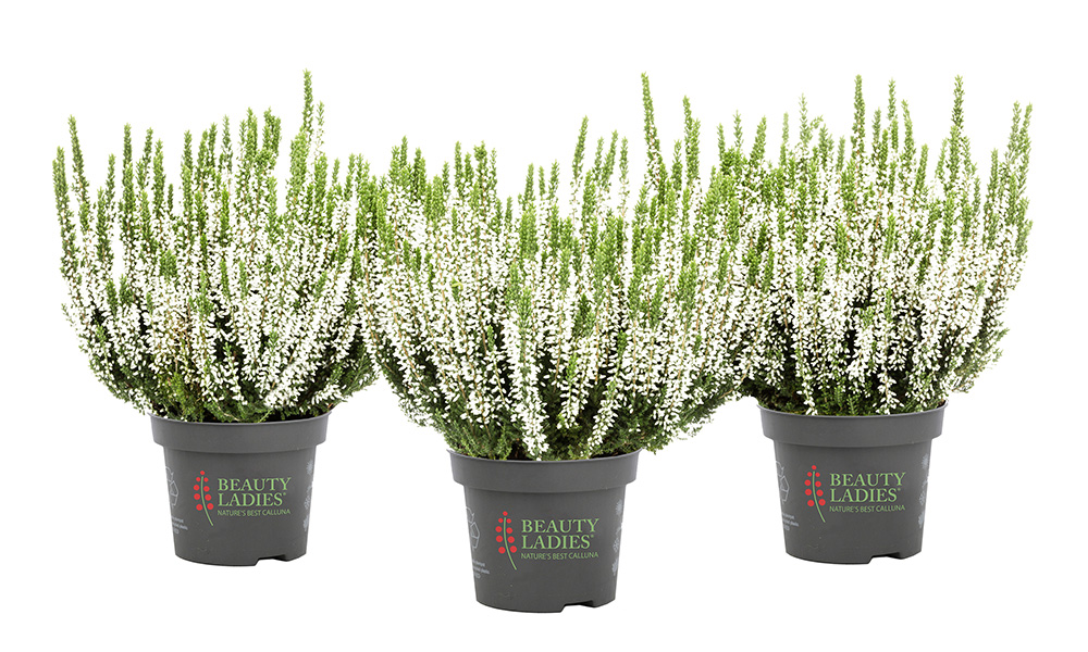 Vera_Beauty-Seasons_2026