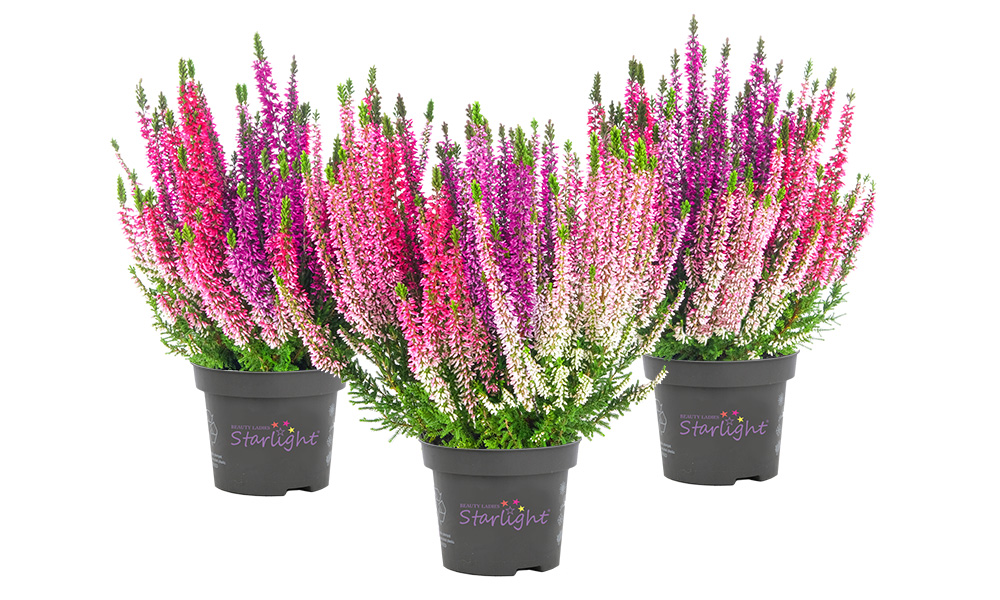 WildBerryWonder_Starlight_BeautySeasons_2026